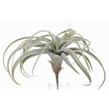 Tillandsia Cites artificial ANELIA sobre palo, verde-gris, 30cm Tillandsia Cites artificial ANELIA sobre palo, verde-gris, 30cm