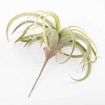 Tillandsia Cites artificial ANELIA sobre palo, verde-gris, 30cm