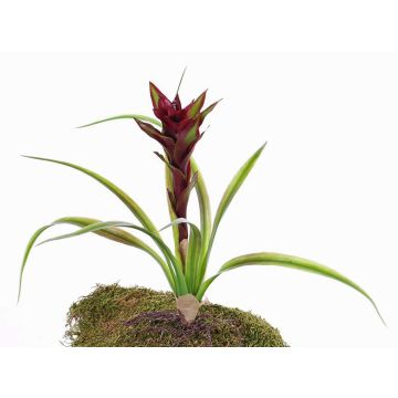 Guzmania artificial ANELY con flores, con vara de fijación, rojo, 40cm Guzmania artificial ANELY con flores, con vara de fijación, rojo, 40cm