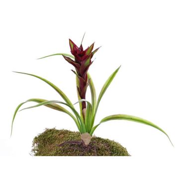 Guzmania artificial ANELY con flores, con vara de fijación, rojo, 40cm