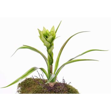 Guzmania artificial ANELY con flores, con vara de fijación, verde, 40cm Guzmania artificial ANELY con flores, con vara de fijación, verde, 40cm