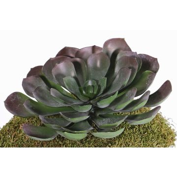 Aeonium artificial BARBARA en bastón, rojo-verde, 15cm, Ø25cm Aeonium artificial BARBARA en bastón, rojo-verde, 15cm, Ø25cm