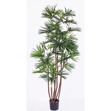 Palmera rapis artificial GARRET, puerta cruzada, 160cm Palmera rapis artificial GARRET, puerta cruzada, 160cm