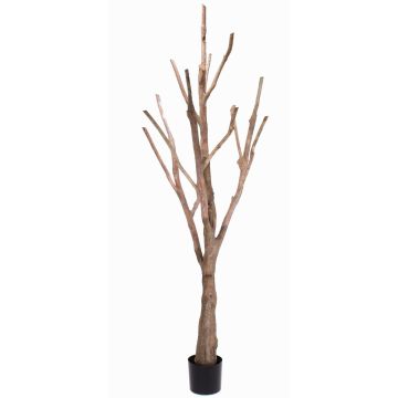 Tronco sin hojas de árbol artificial WILKO con ramas, marrón, 215cm
