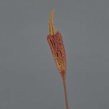 Bulbinella artificial TALUNA, marrón-naranja, 65cm, Ø6cm
