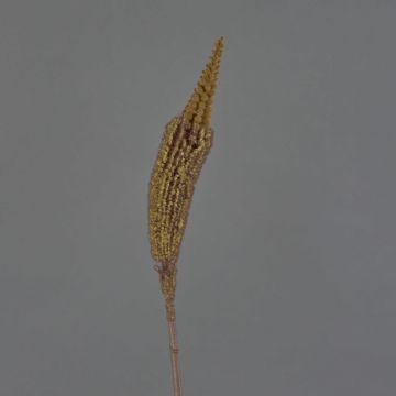 Bulbinella artificial TALUNA, marrón claro, 65cm, Ø6cm