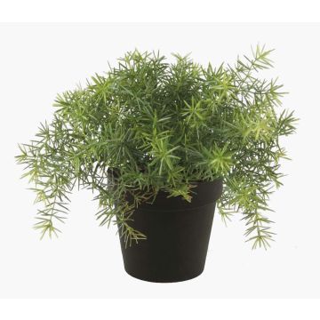 Asparagus sprengeri de plástico YANIS, 15cm Asparagus sprengeri de plástico YANIS, 15cm