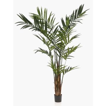 Palmera de kentia artificial TIRO, 270cm