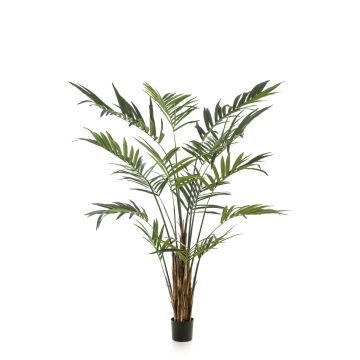 Palmera de kentia artificial TIRO, 270cm