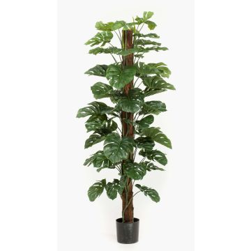 Filodendro monstera deliciosa artificial LASO, 180cm Filodendro monstera deliciosa artificial LASO, 180cm