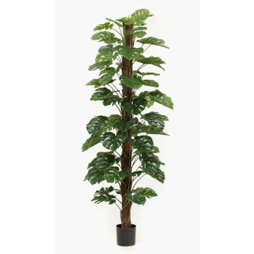 Filodendro monstera deliciosa artificial LASO, 210cm