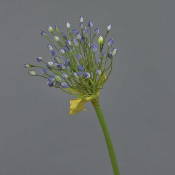 Allium artificial KATYNA, azul, 70cm