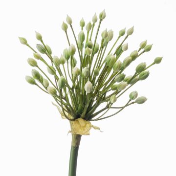 Allium artificial KATYNA, crema, 70cm Allium artificial KATYNA, crema, 70cm