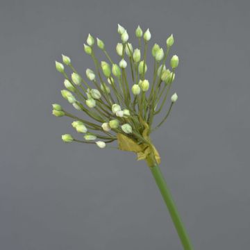 Allium artificial KATYNA, crema, 70cm
