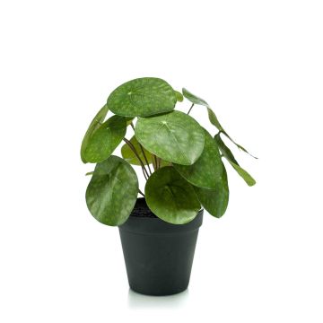 Planta china del dinero artificial SYBIL, verde, 20cm