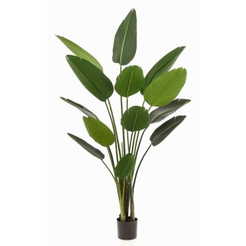 Planta artificial de strelitzia PAVLOVA, verde, 190cm Planta artificial de strelitzia PAVLOVA, verde, 190cm
