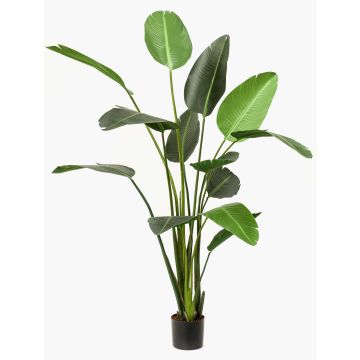 Planta artificial de strelitzia PAVLOVA, verde, 230cm Planta artificial de strelitzia PAVLOVA, verde, 230cm