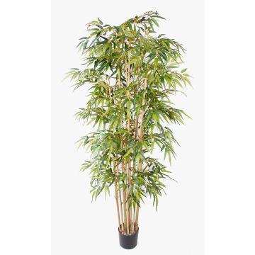 Bambú artificial HIKITO troncos reales, 205cm Bambú artificial HIKITO troncos reales, 205cm