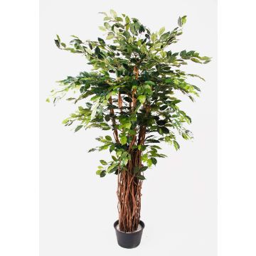 Ficus benjamina artificial ADOLFO, troncos naturales, verde, 175cm