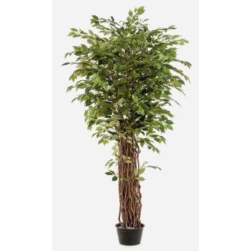 Ficus benjamina artificial ADOLFO, troncos naturales, verde, 205cm
