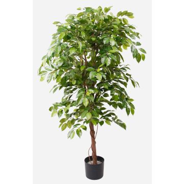 Ficus benjamina artificial BARTOLO, tronco real, verde, 140cm Ficus benjamina artificial BARTOLO, tronco real, verde, 140cm