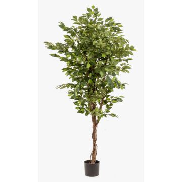 Ficus benjamina artificial BARTOLO, tronco real, verde, 170cm