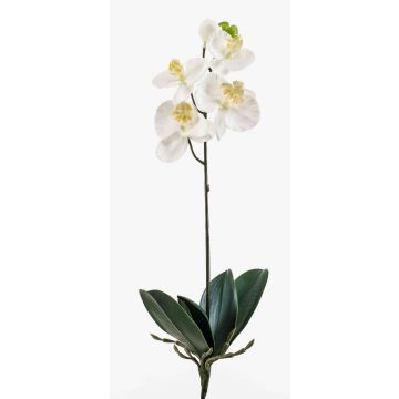 Orquídea phalaenopsis artificial ISIS, en vara de ajuste, blanco, 40cm