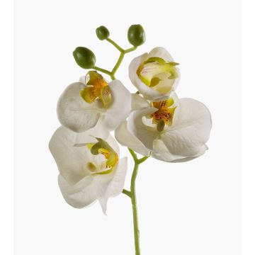 Rama de orquídeas phalaenopsis artificial MINA, blanco, 55cm Rama de orquídeas phalaenopsis artificial MINA, blanco, 55cm