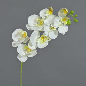 Rama de orquídeas phalaenopsis artificial MINA, blanco, 70cm