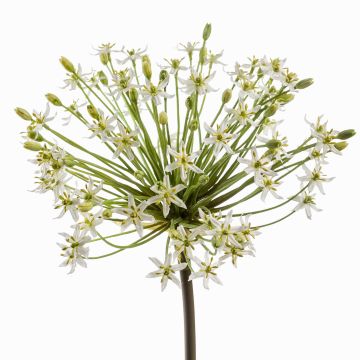 Allium artificial BRAIS, blanco, 90cm Allium artificial BRAIS, blanco, 90cm