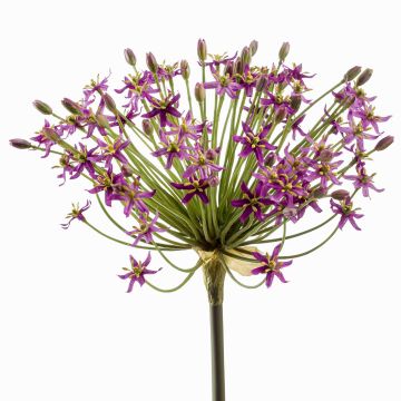Allium artificial BRAIS, violeta, 90cm Allium artificial BRAIS, violeta, 90cm