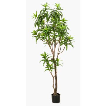 Árbol artificial de dracaena OSAKA, verde, 190cm Árbol artificial de dracaena OSAKA, verde, 190cm