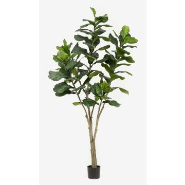 Ficus lyrata artificial ENRIKO, tronco falso, verde, 210cm Ficus lyrata artificial ENRIKO, tronco falso, verde, 210cm