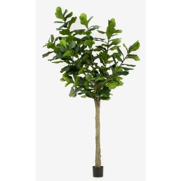 Ficus lyrata artificial ENRIKO, tronco falso, verde, 300cm Ficus lyrata artificial ENRIKO, tronco falso, verde, 300cm