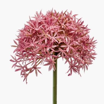 Allium artificial ARNAU, fucsia, 60cm Allium artificial ARNAU, fucsia, 60cm