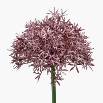 Allium artificial ARNAU, violeta, 60cm Allium artificial ARNAU, violeta, 60cm