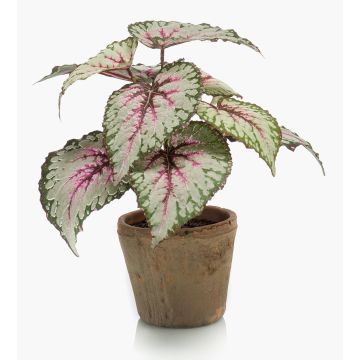 Begonia rex artificial MEIRA en maceta de terracota, verde-rosa, 25cm