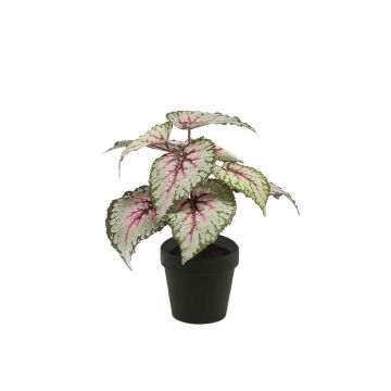 Begonia rex artificial MEIRA, verde-rosa, 25cm