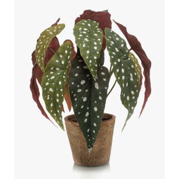 Begonia maculata artificial ELISEIA, maceta de terracota, verde-blanco, 30cm