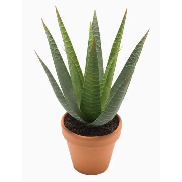 Aloe variegata artificial MARTINEZ, maceta de terracota, verde, 30cm, Ø17cm Aloe variegata artificial MARTINEZ, maceta de terracota, verde, 30cm, Ø17cm