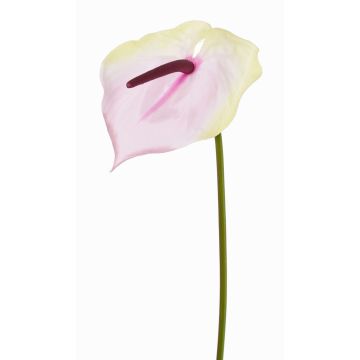 Anthurium artificial MOIRA, crema-rosa, 75cm, 13x18cm Anthurium artificial MOIRA, crema-rosa, 75cm, 13x18cm