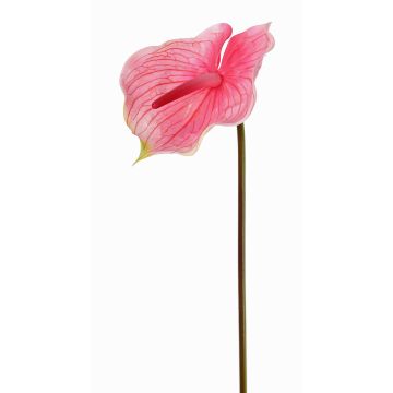 Anthurium artificial MOIRA, fucsia-rosa, 75cm, 13x18cm Anthurium artificial MOIRA, fucsia-rosa, 75cm, 13x18cm