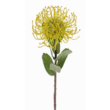 Protea artificial BAILY, amarillo-verde, 55cm, Ø10cm Protea artificial BAILY, amarillo-verde, 55cm, Ø10cm