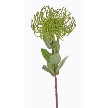 Protea artificial BAILY, verde, 55cm, Ø10cm Protea artificial BAILY, verde, 55cm, Ø10cm