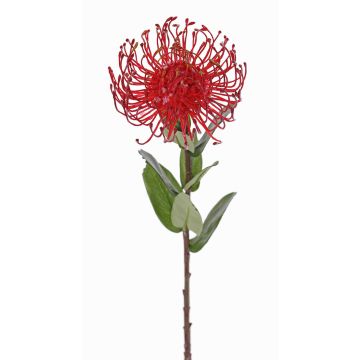 Protea artificial BAILY, rojo, 55cm, Ø10cm Protea artificial BAILY, rojo, 55cm, Ø10cm