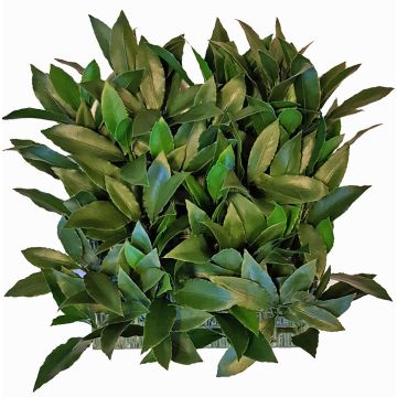 Seto artificial de laurel / Jardín vertical FOXI, zonas resguardadas, 25x25cm Seto artificial de laurel / Jardín vertical FOXI, zonas resguardadas, 25x25cm