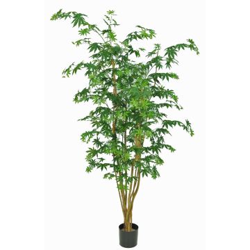 Arce japonés artificial MANNY, troncos reales, verde, 180cm Arce japonés artificial MANNY, troncos reales, verde, 180cm