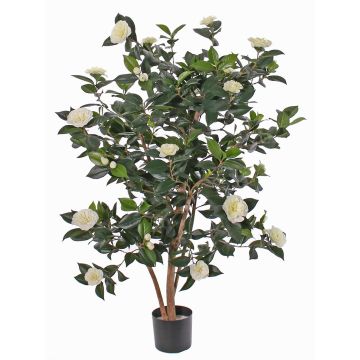 Camelia Japónica artificial SENTA, tallos reales, flores, crema, 135cm Camelia Japónica artificial SENTA, tallos reales, flores, crema, 135cm