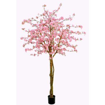 Cerezo japonés artificial TIFFY, tallos reales, flores, rosa, 240cm Cerezo japonés artificial TIFFY, tallos reales, flores, rosa, 240cm