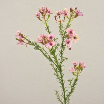 Flor de cera falsa AISHA, rosa, 65cm